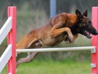 Concours Agility